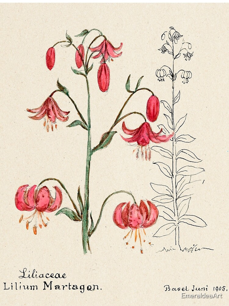vintage liliacae botanical illustration by EmeraldeaArt