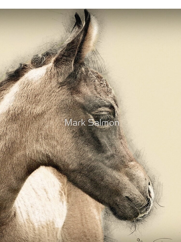 Foal by Mark Salmon