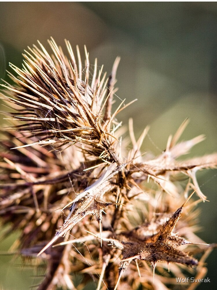 Dry and Spikey Close Up (1) by Wolf Sverak Photography