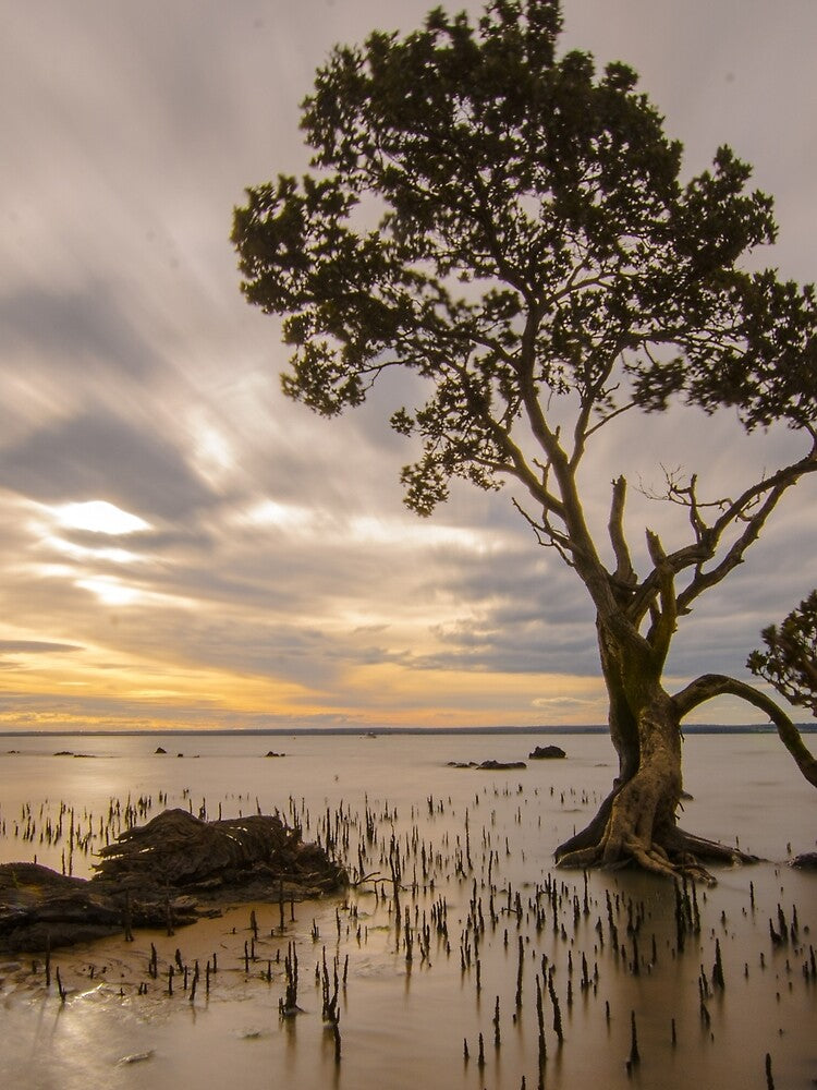MANGROVE AT SUNSET by ilovethenight