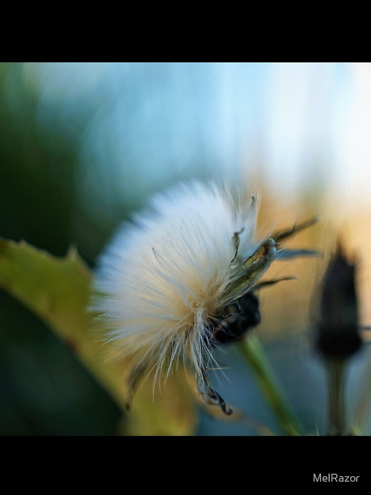 Fluffy White Flower Macro by MelRazor