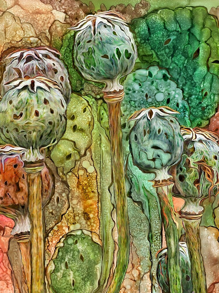 Wild Poppy Pods by Carol  Cavalaris