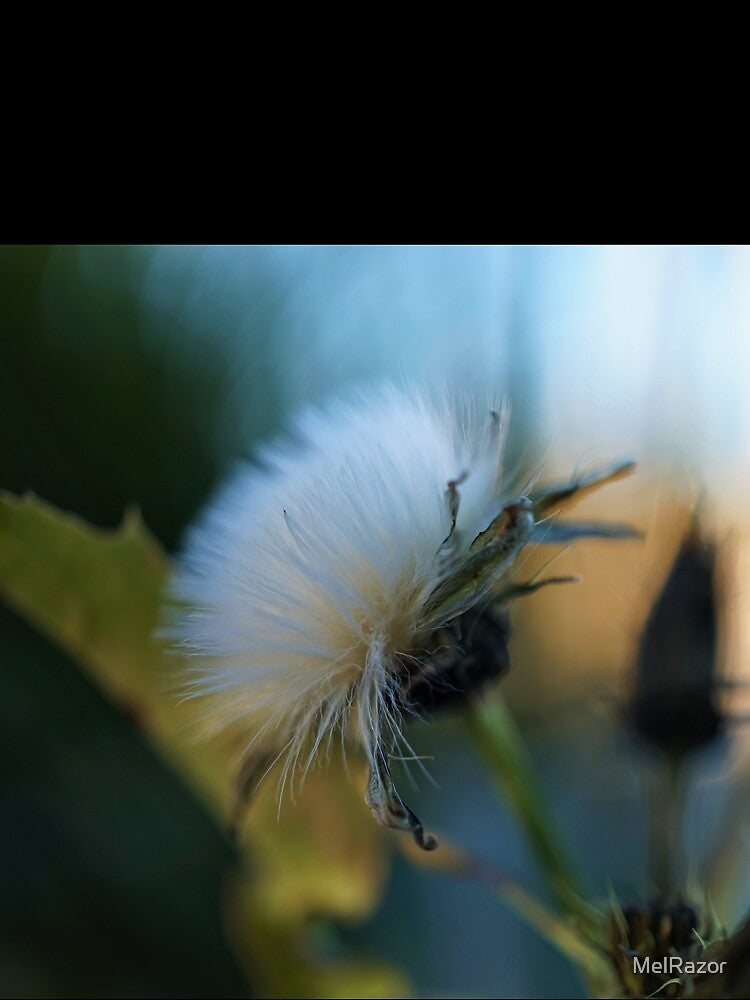Springtime Fluffy white Flower by MelRazor