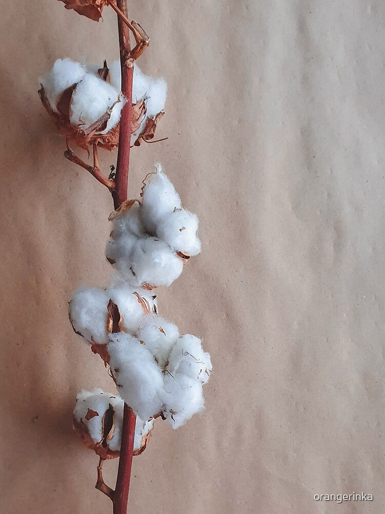 Cotton flowers hygge mood by orangerinka