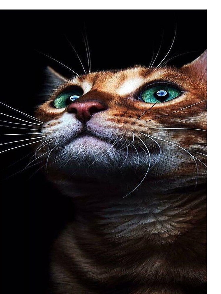 Cats by Harjii