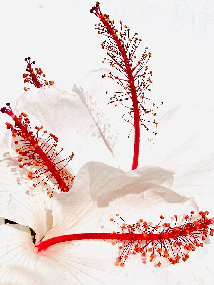 Romantic Dusty Pink Hibiscus Flowers with Bright Red Stamen by Jaydee001