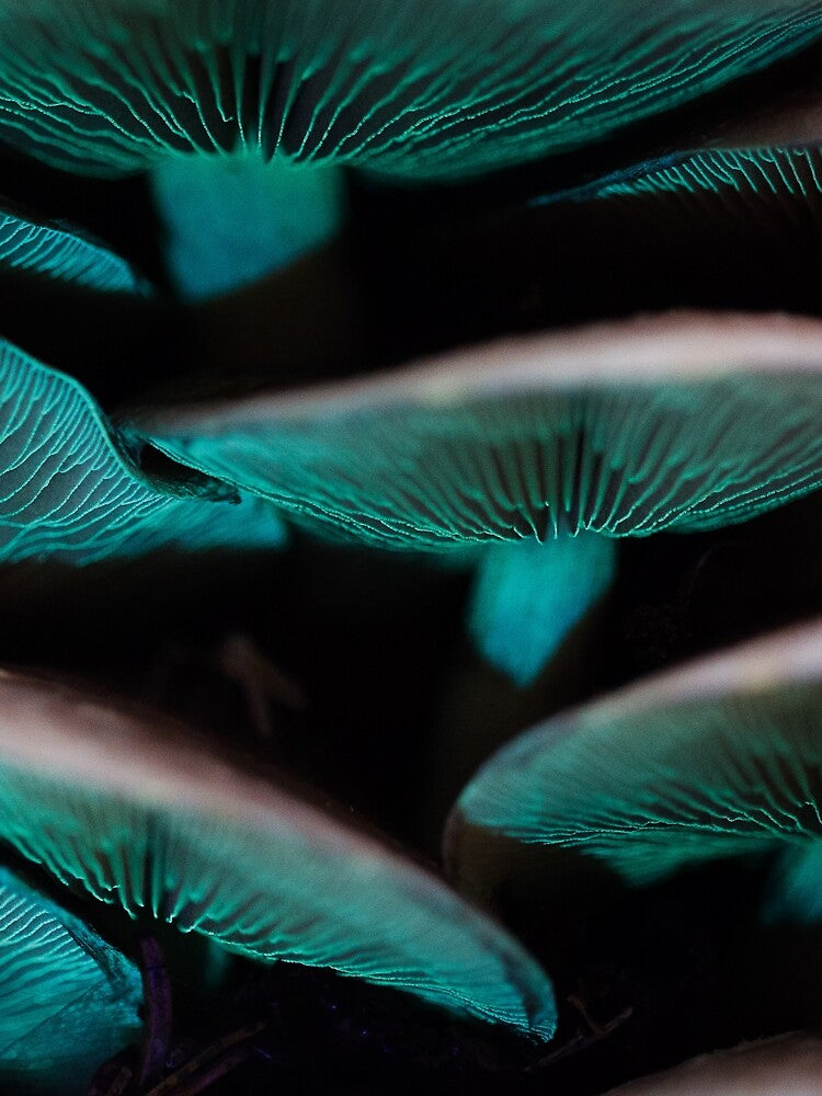 Fluorescent mushrooms by Psilographics