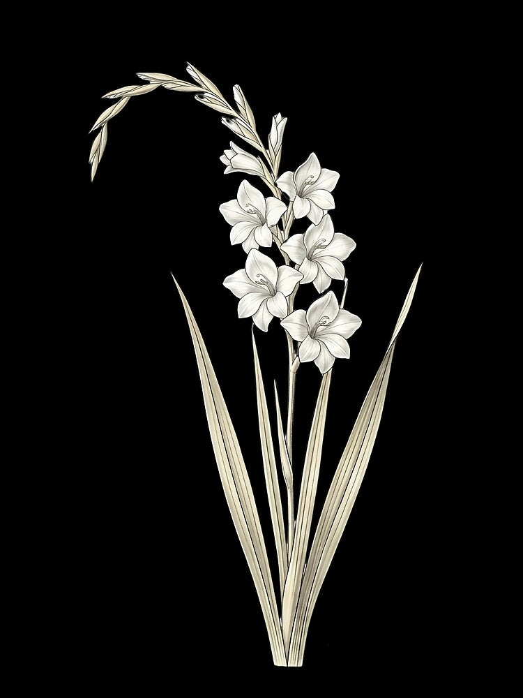 Vintage White Gladiolus - Elegant Botanical Sword Lily Art Png by Atlasoloji