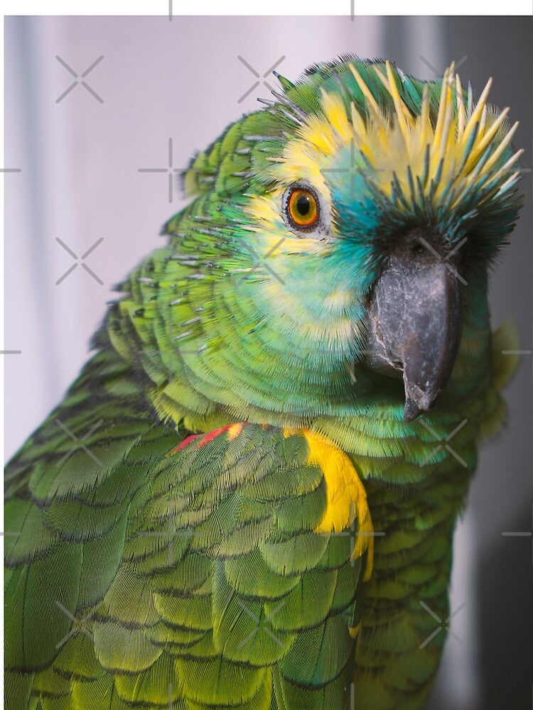 Amazon Parrot by Nekaiida