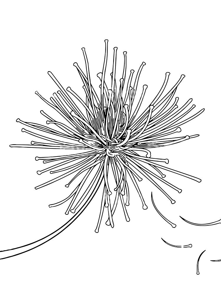 Dandelion minimal art by Urban Wall Art Art