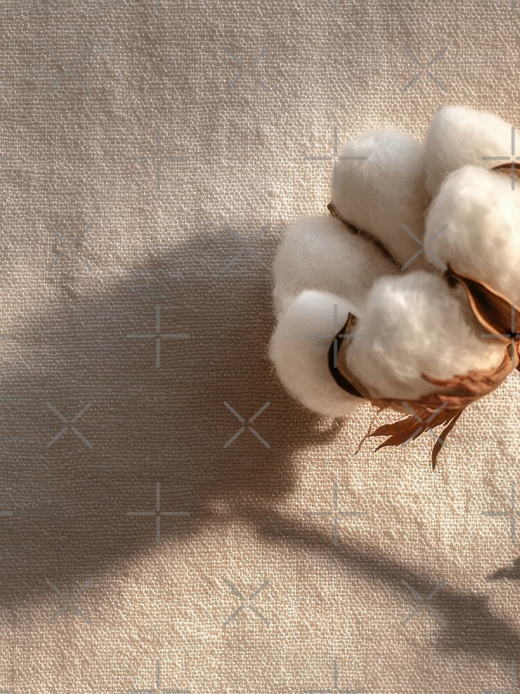 Cotton plant on soft surface by anytka