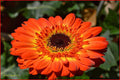Gerbera Orange Macro Print Unisex , , , Long Sleeve Tee