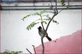 Perched Bulbul Bird Print Unisex , , , Long Sleeve Tee