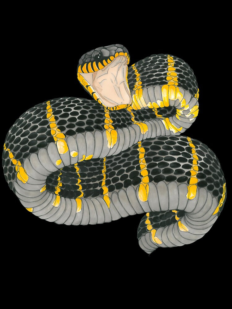 Mangrove Snake by Katrina Papet