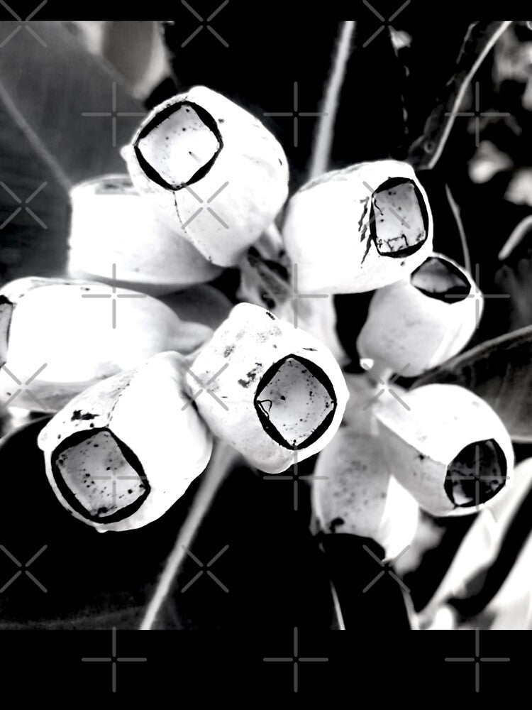 Gumnuts of Black and White by KazM