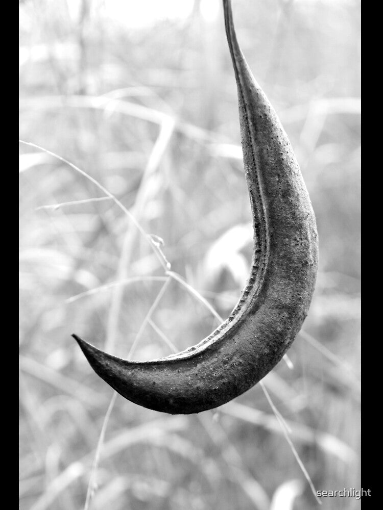 Seed Pod by searchlight