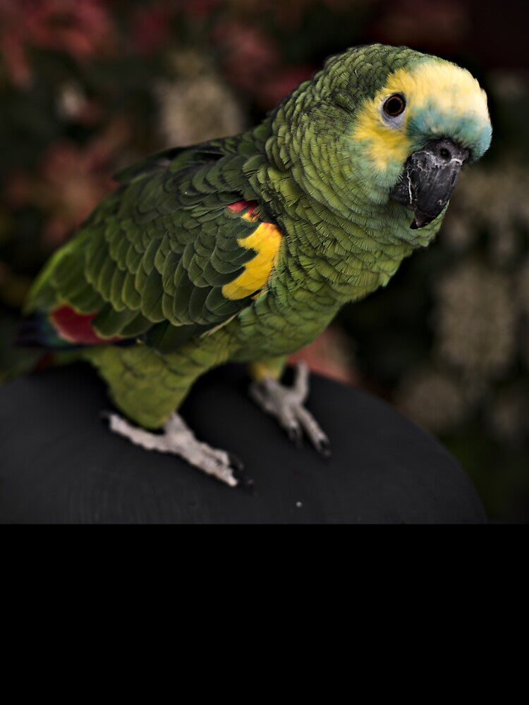 Chica in Love by Gritz - Photographer, AI Artist