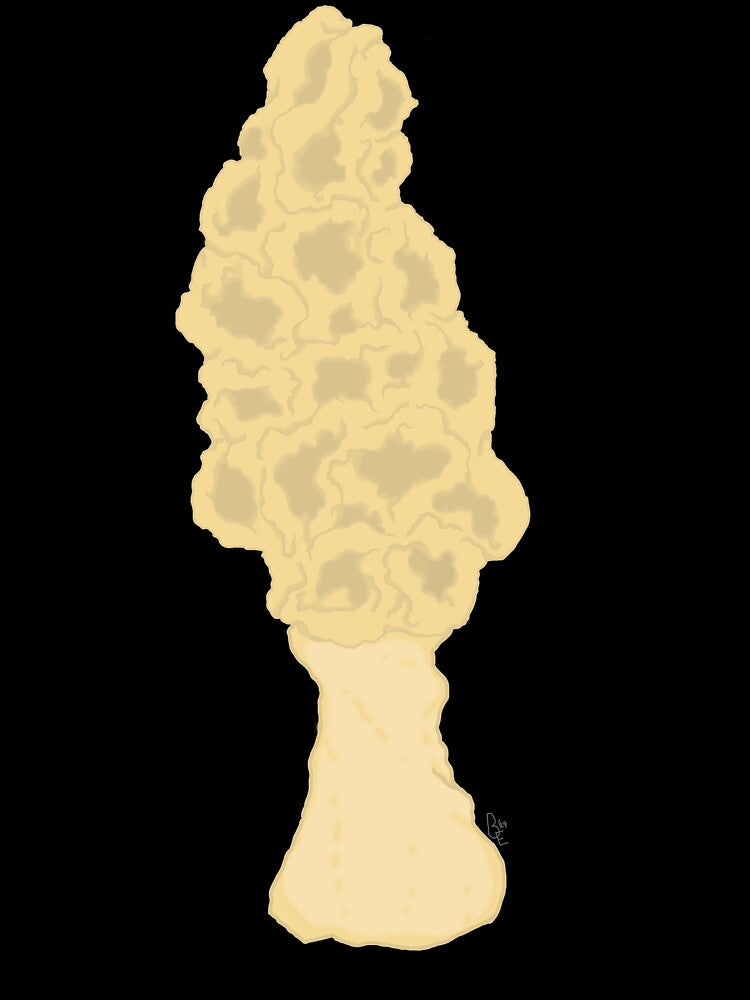 Morel Mushroom by Brightest-Ember