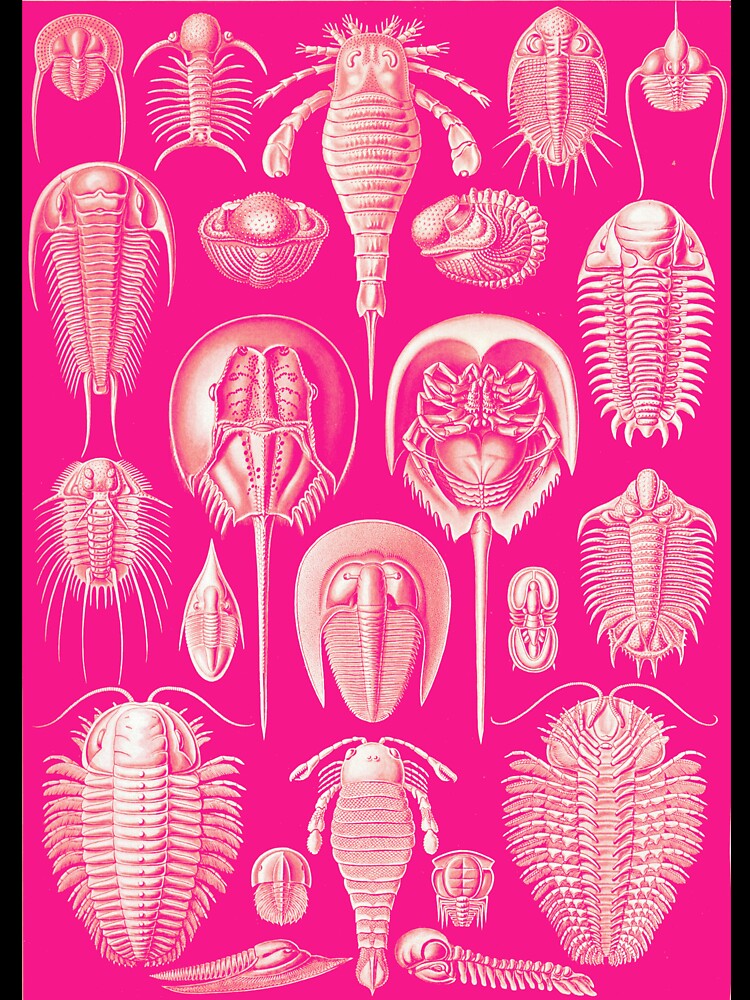 Haeckel Trilobite - Pink by neonxiomai