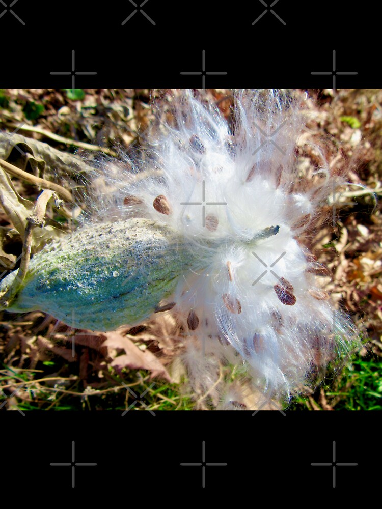 Milkweed seeds by Shulie1