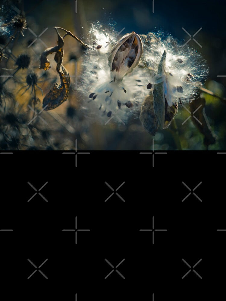 Milkweed Pod by lghtwrkr