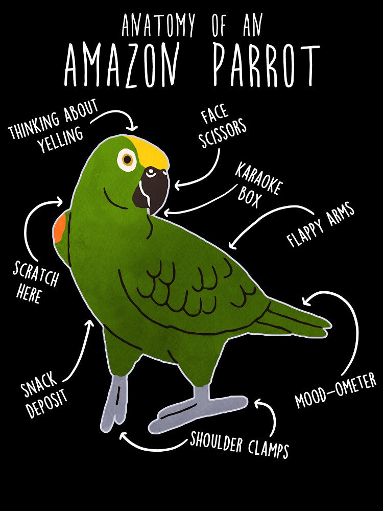 Yellow-crowned Amazon Parrot Anatomy by Clara Hollins