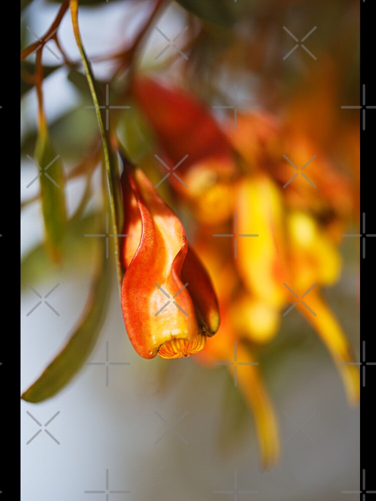 Golden Eucalyptus In Seed Pods by Joy Watson - Natural Light Photography