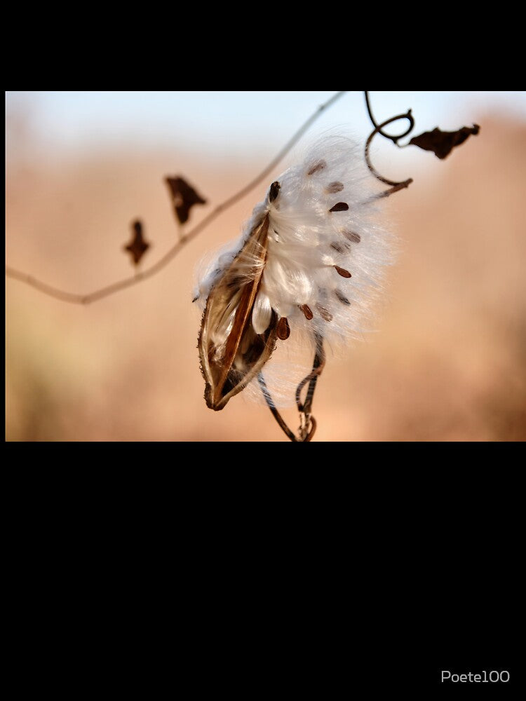 Milkweed Pod and Seeds in November..... by Poete100