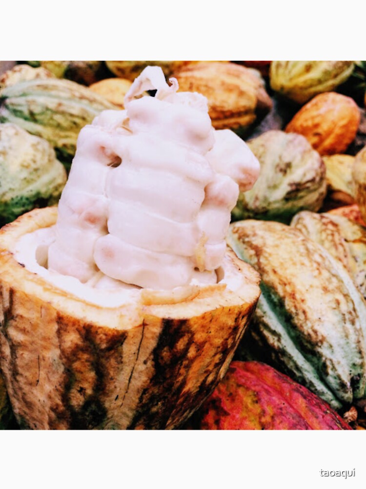 Cacao pod by taoaqui