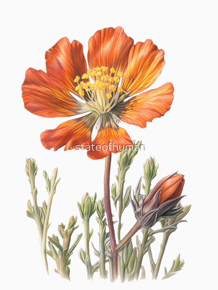 Bold Orange Poppy Flower Illustration, Detailed Watercolor Style, Perfect for Custom Print on Demand Products, Wall Art, Apparel, and More by stateofhuman