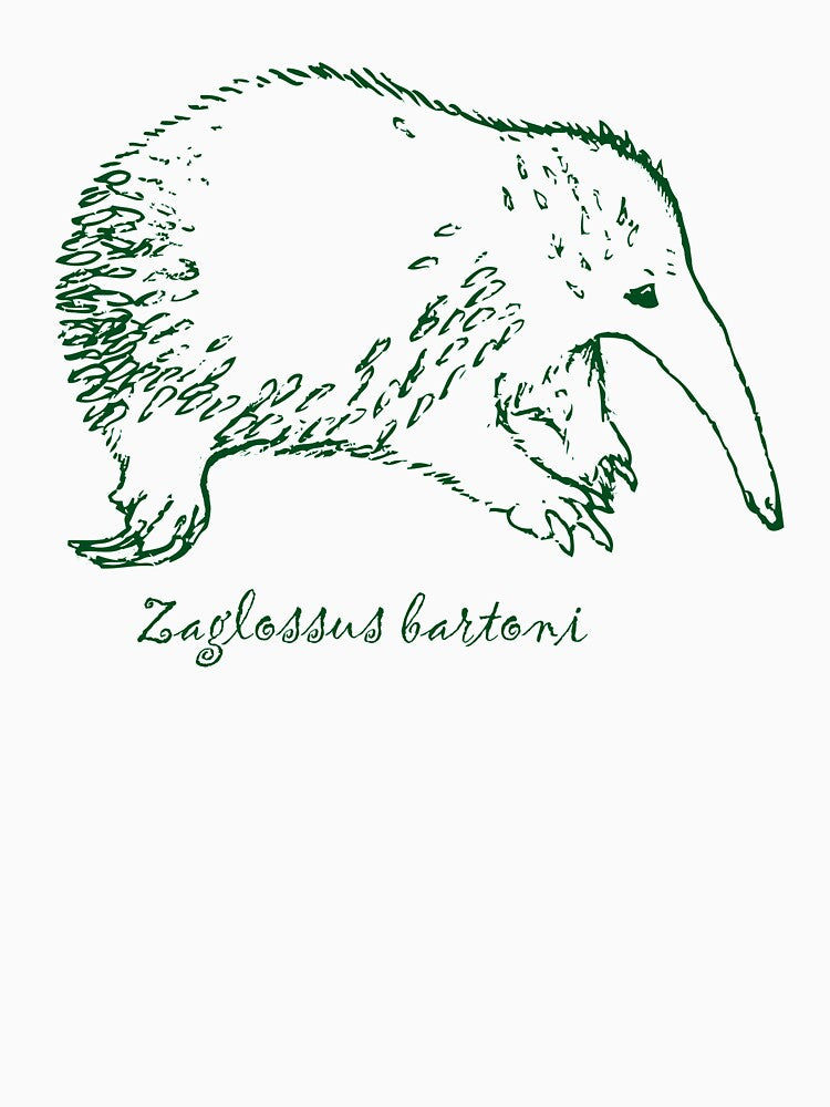 Eastern Long-Beaked Echidna (Zaglossus bartoni) by NinGaui