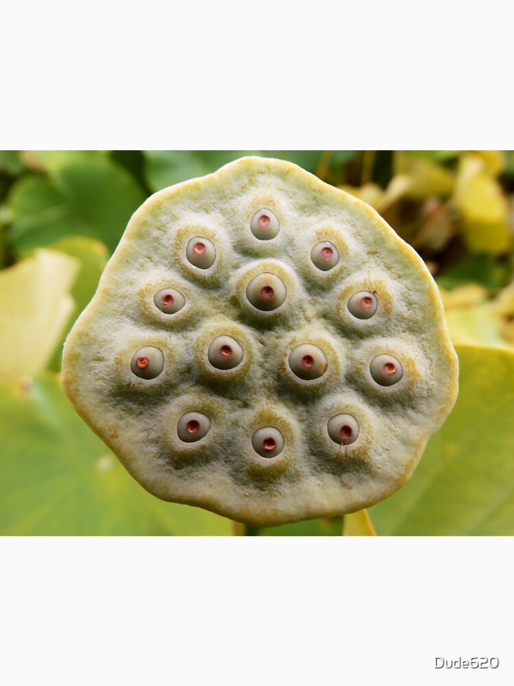 Lotus pod close by Dude620
