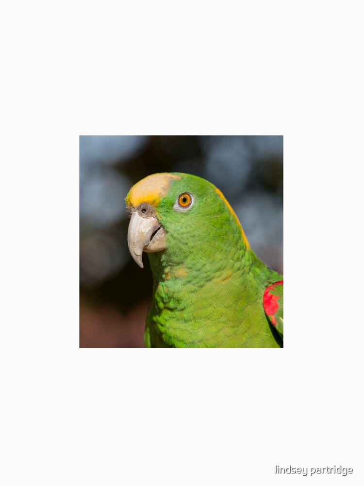 Glaring Gaze by lindsey partridge