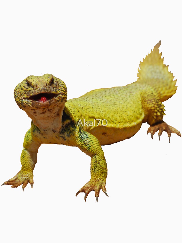 Spiny-tailed lizards (Uromastyx) by Akal70