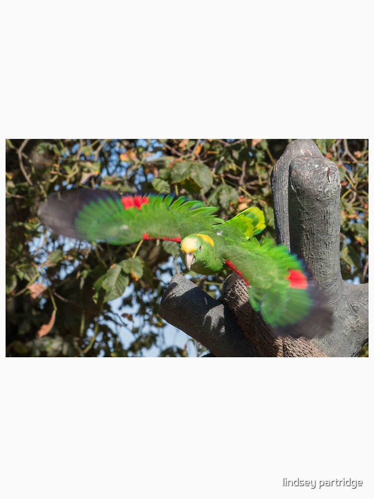 Wing Span by lindsey partridge