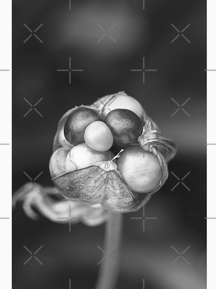 Lily Seed Pod Jewels BW by Joy Watson - Natural Light Photography