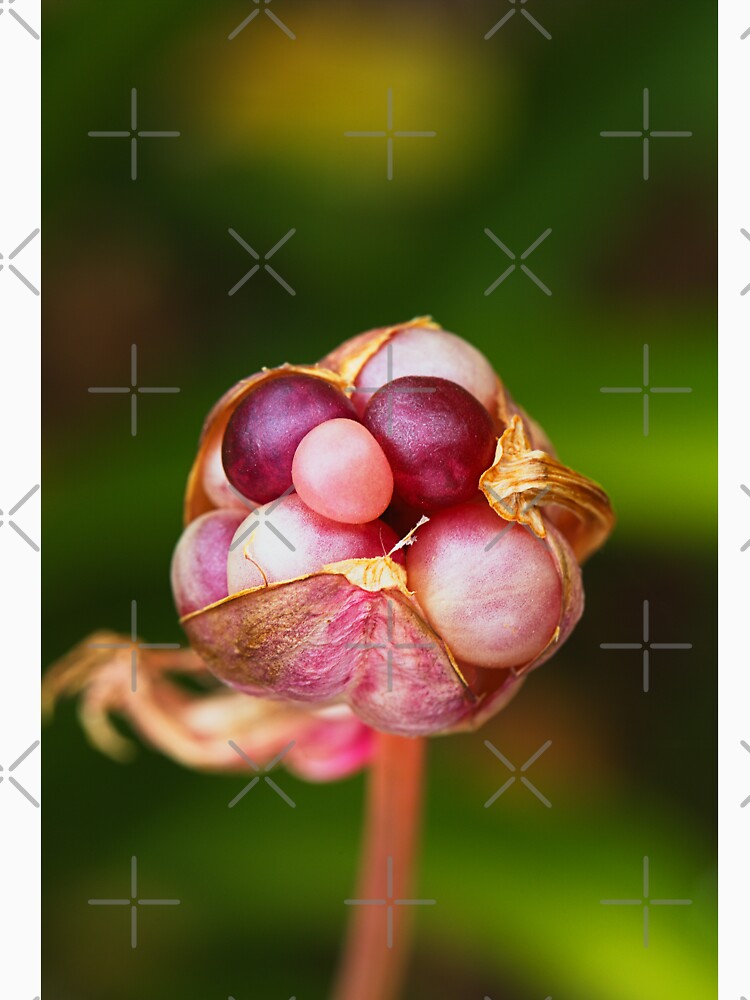 Lily Seed Pod Pink Jewels by Joy Watson - Natural Light Photography