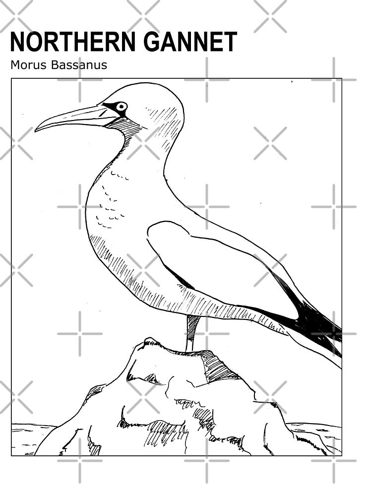 Northern Gannet (English version) - Sketch by TheLostBreton