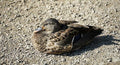 Sunbathing Duck Print Unisex , , , Long Sleeve Tee